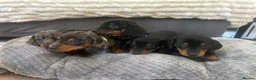 Miniature Dachshund dogs for sale: Miniature Daschund Pups for loving homes - Advert 2