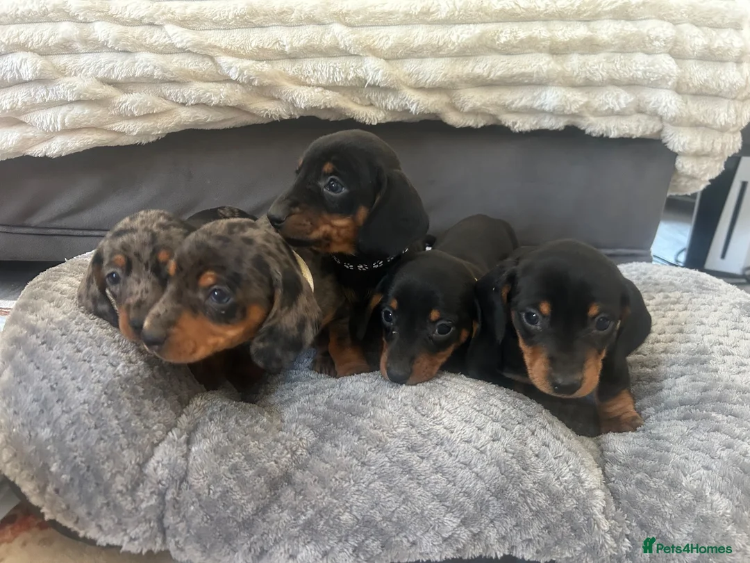 Miniature Dachshund dogs for sale: Miniature Daschund Pups for loving homes - Advert 2