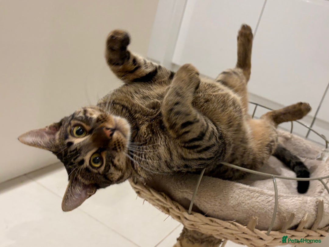 Savannah cats for sale: Super affectionate F6 SBT Savannah boy - Advert 13