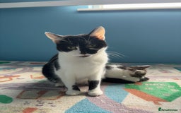 Domestic Shorthair cats for sale: Cute Kittens - Image 13