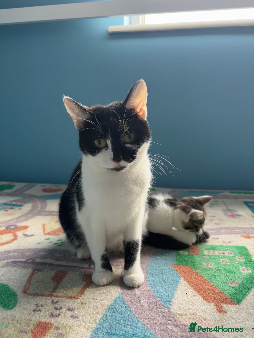 Domestic Shorthair cats for sale: Cute Kittens - Image 13