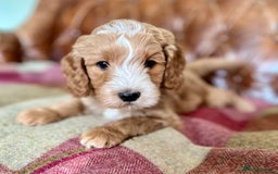 Goldendoodle dogs for stud: Rutlands Lil Cookie Cutter from Australia health T in Bedford - Image 13