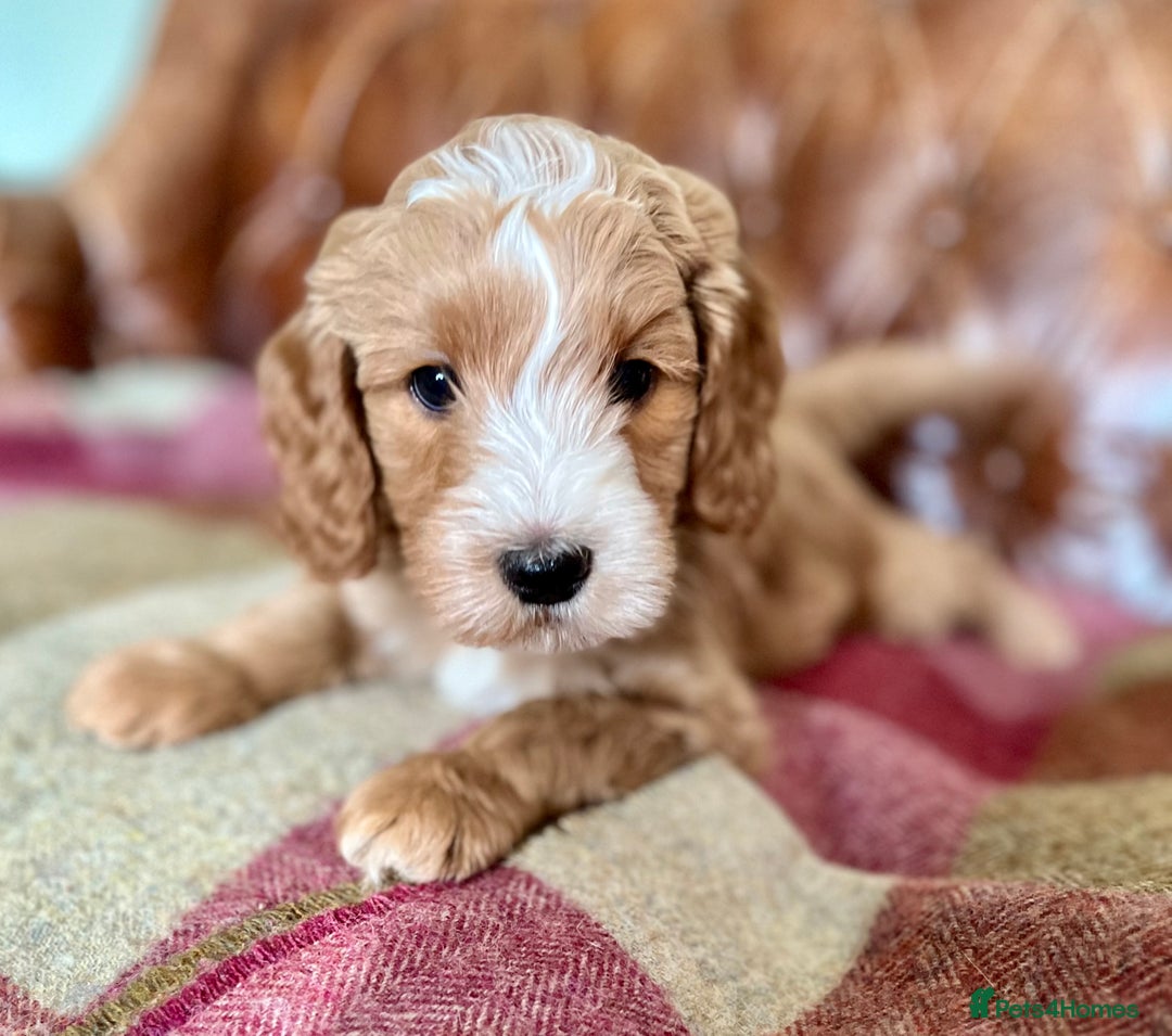 Goldendoodle dogs for stud: Rutlands Lil Cookie Cutter from Australia health T in Bedford - Image 13