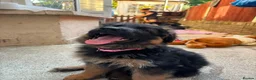 German Shepherd dogs for sale: KC German Shepherd puppies  - Advert 6