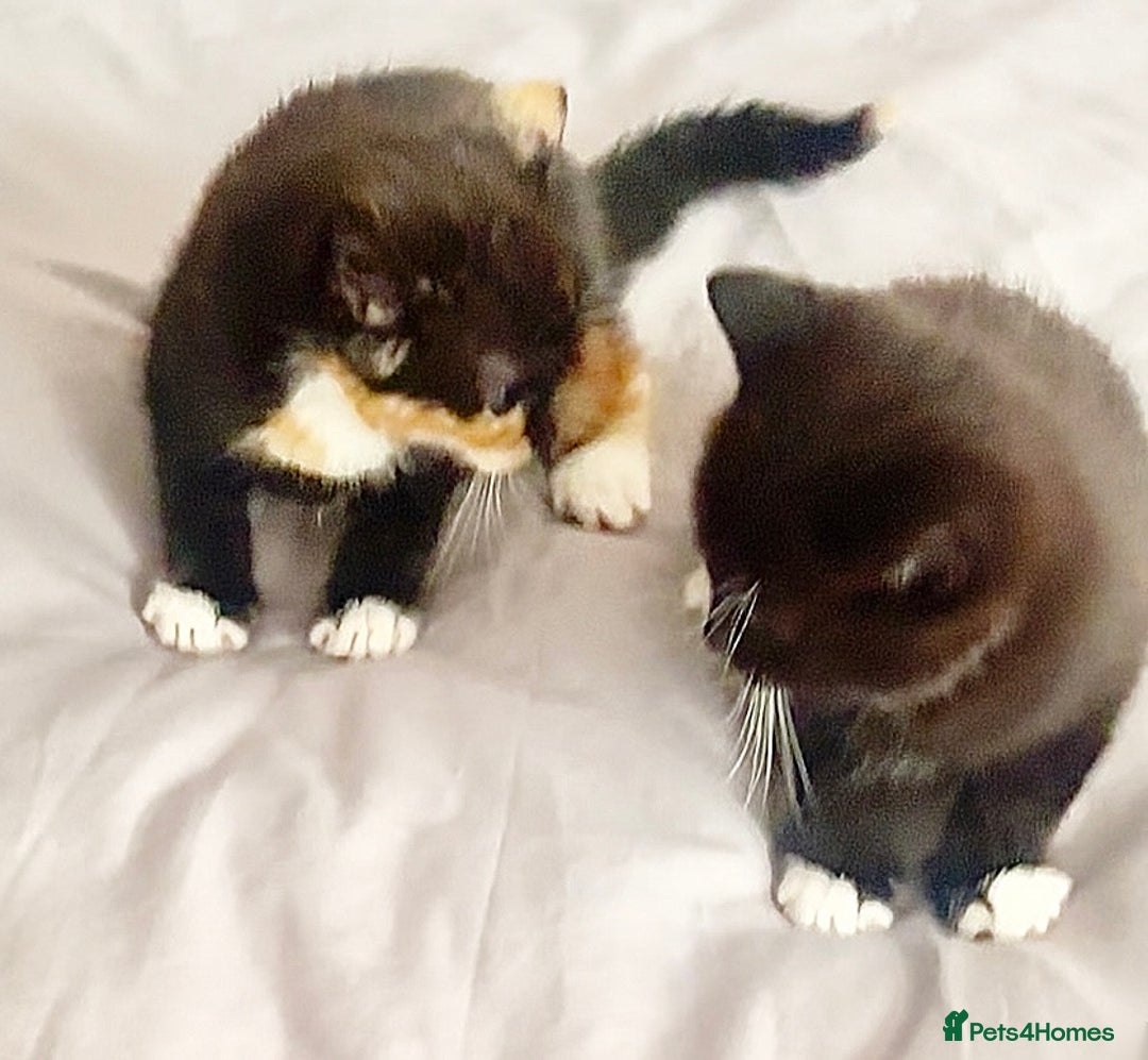 Mixed Breed cats for sale: Delightful mix-breed Siamese-black tabby-kittens - Image 30