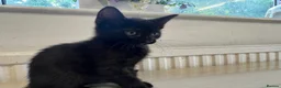 Mixed Breed cats for sale: Mixedbreed black kittens - Advert 3