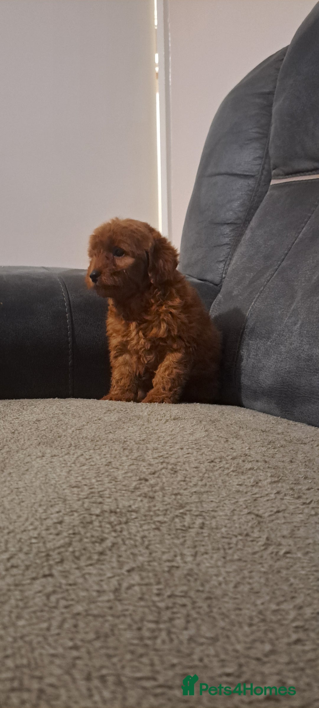 Toy Poodle dogs for sale: Toy poodle - Advert 14