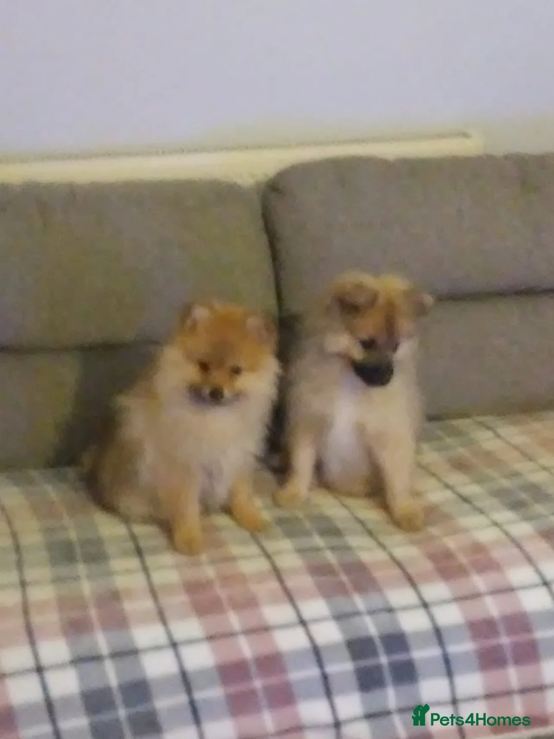 Pomeranian dogs for sale: Two male Pomeranian puppies for sale - Advert 14