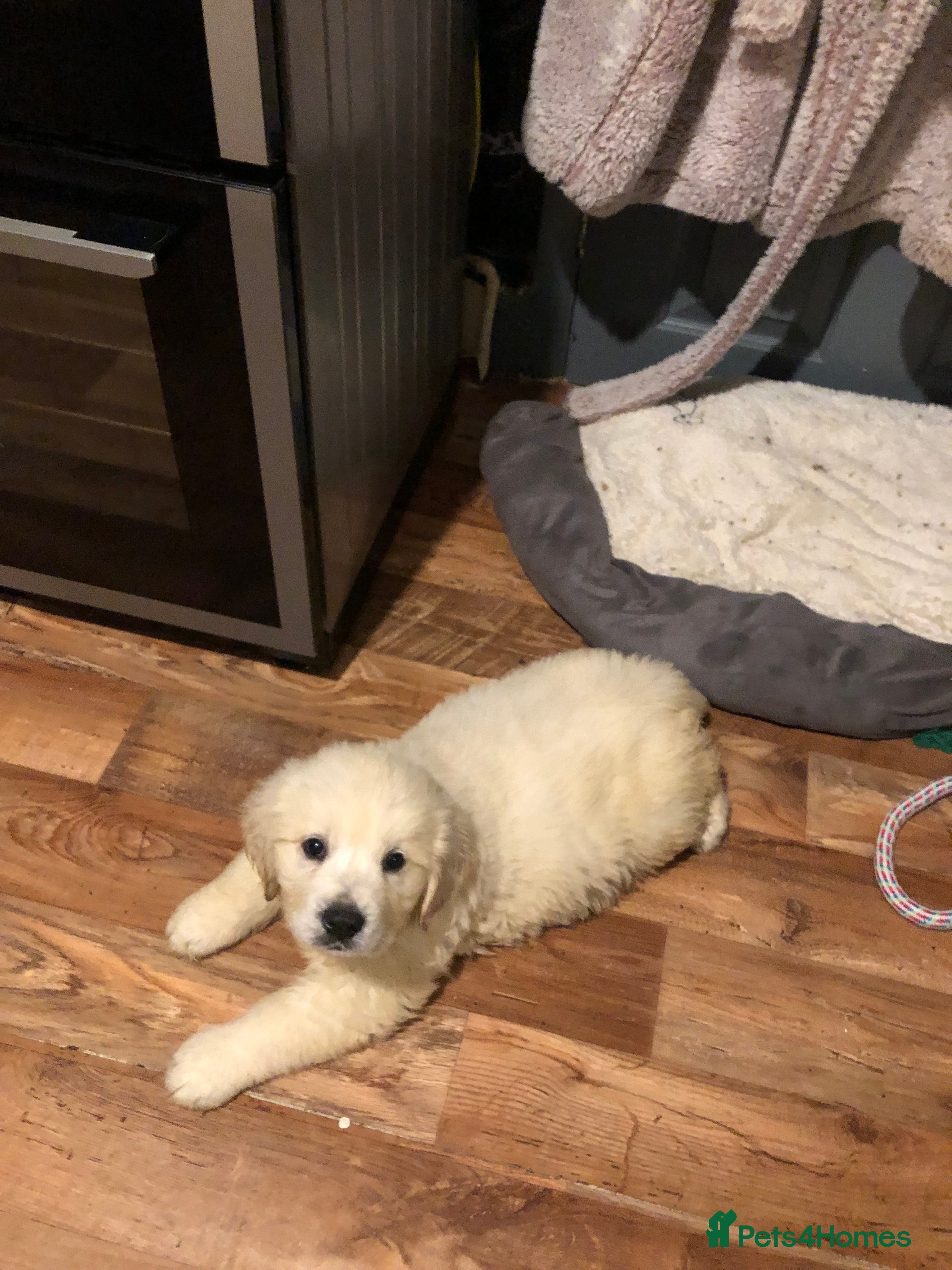 Golden Retriever dogs Show quality golden retriever puppies  - Advert 10