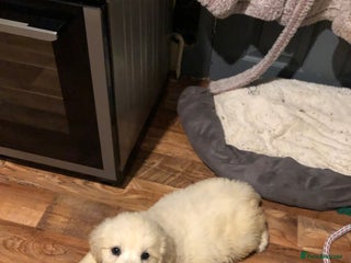 Golden Retriever dogs Show quality golden retriever puppies - Advert 10