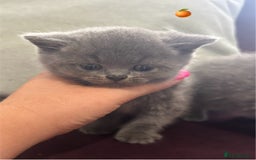 British Shorthair cats for sale: Pedigree GCCF BSH kittens ready in 2 weeks time !! - Image 15