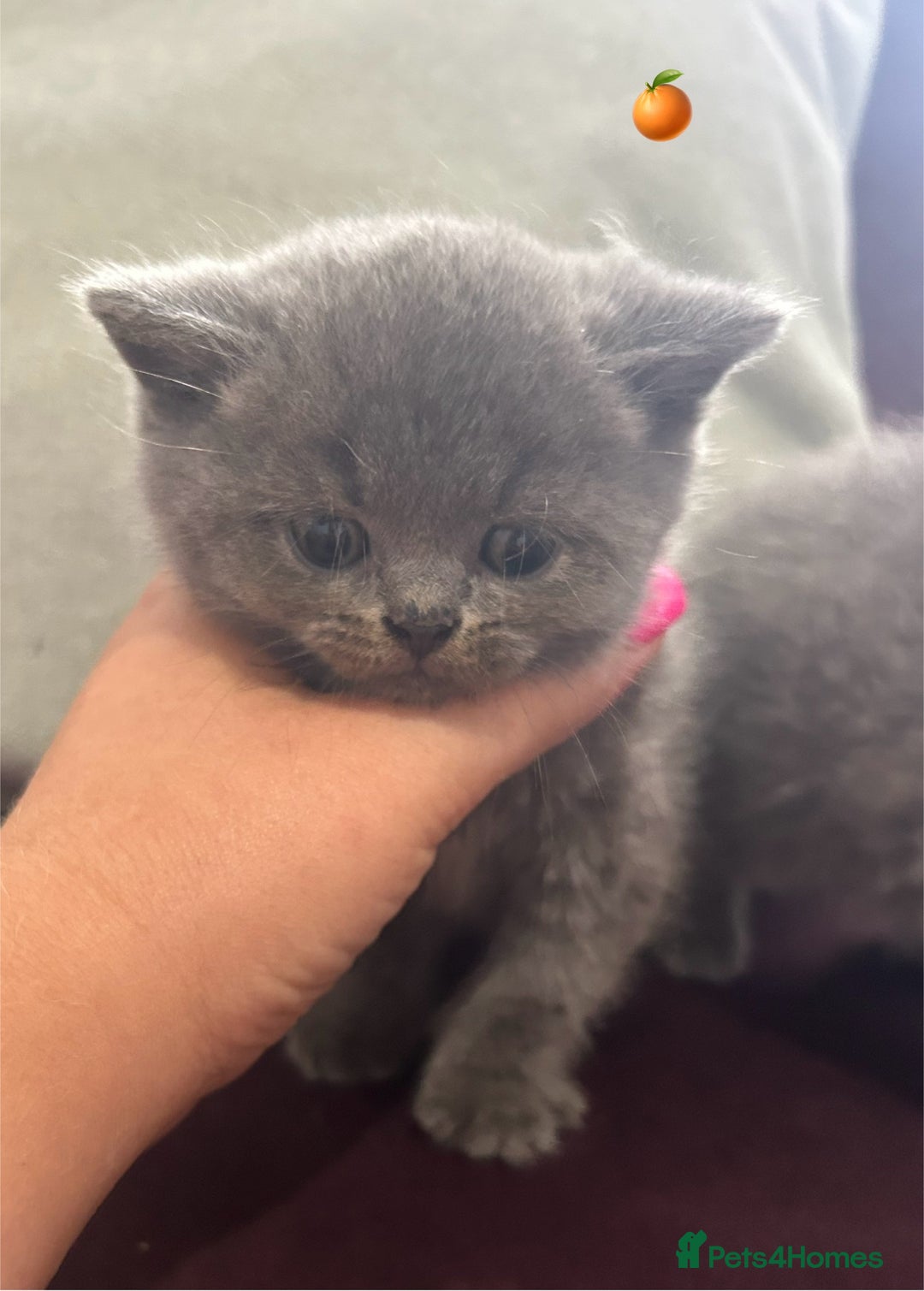 British Shorthair cats for sale: Pedigree GCCF BSH kittens ready in 2 weeks time !! - Image 15