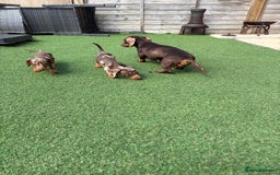 Miniature Dachshund dogs for sale: Beautiful mini dapple and chocolate dachshund  - Image 15