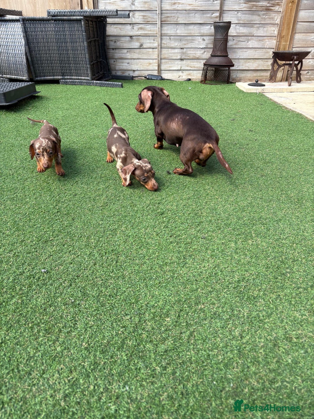 Miniature Dachshund dogs for sale: Beautiful mini dapple and chocolate dachshund  - Image 15