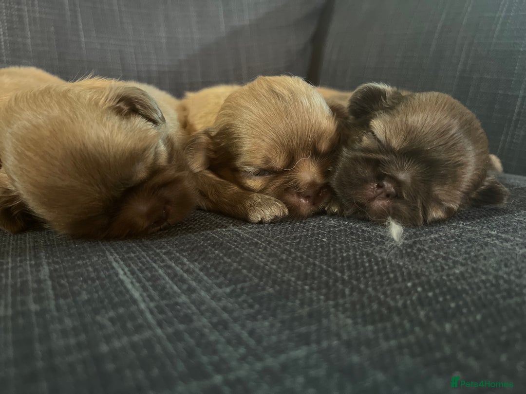 Shih Tzu dogs for sale: Beautiful litter or imperial Shih Tzu puppies  - Advert 18