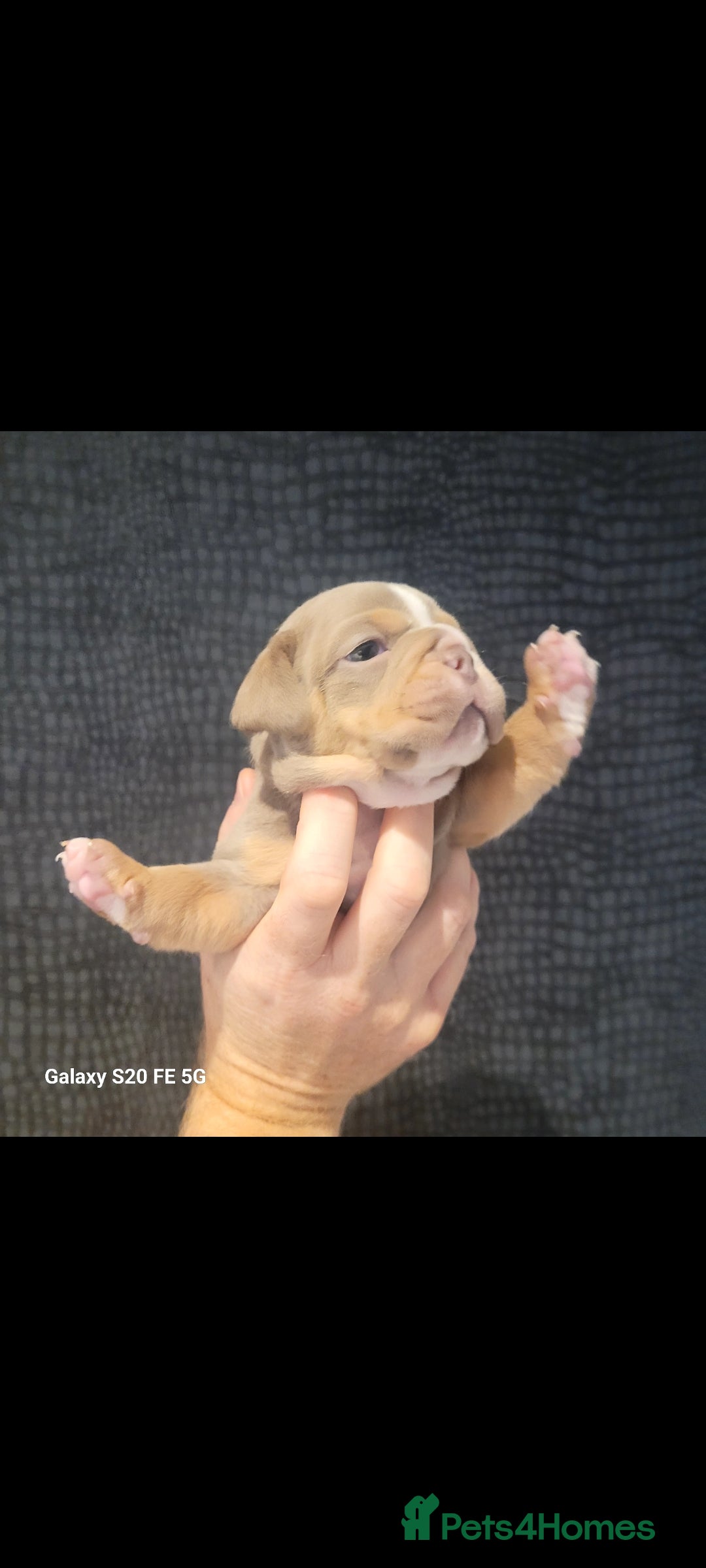 Olde English Bulldogge dogs for sale: Old English Bulldog Puppies - Image 26