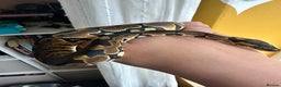 Python Snake reptiles for sale: Ball Python: young/baby  - Advert 6