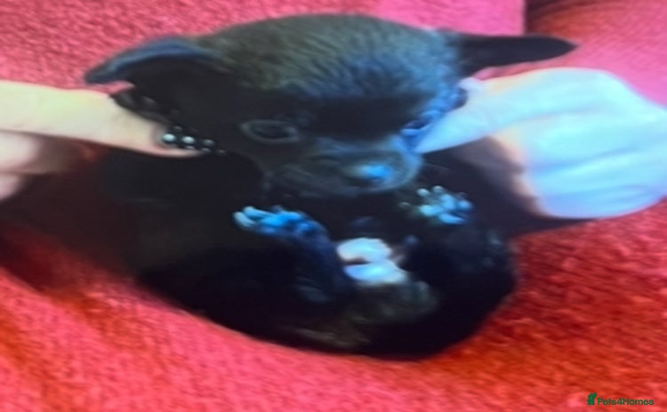 Chihuahua dogs - Advert 4