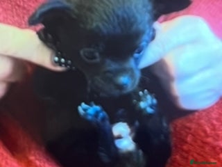 Chihuahua dogs - Advert 4