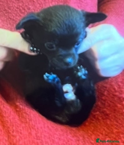 Chihuahua dogs - Advert 4