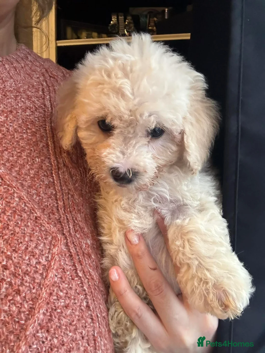 Bichon Frise dogs for sale: Bichon frise - Advert 3