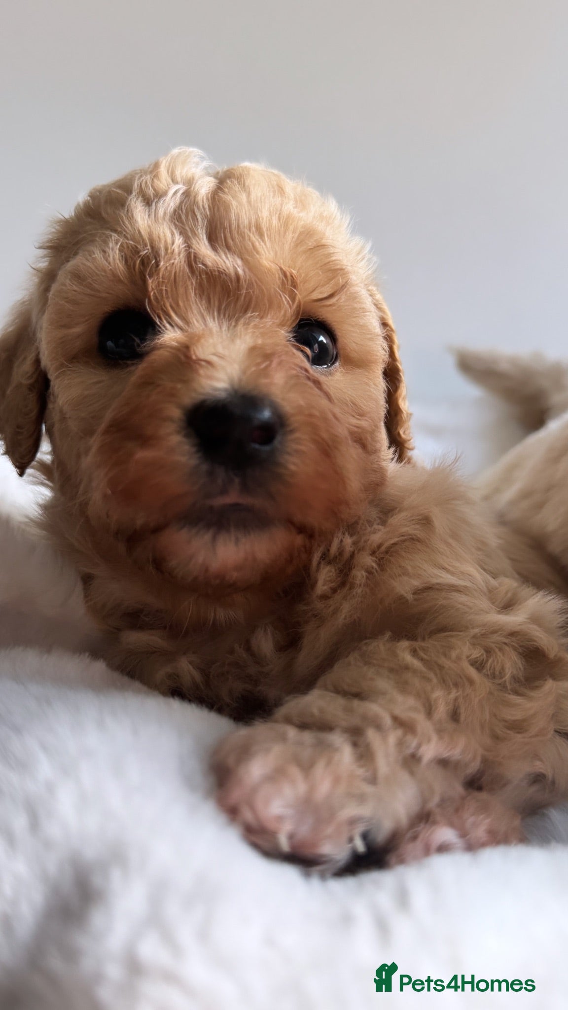 Maltipoo dogs Only 4 Adorable Rare Tiny Maltipoo Left 🐾  - Advert 1
