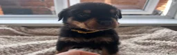 Rottweiler dogs for sale: Beautiful Rottweiler Pups  - Advert 8