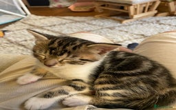 Mixed Breed cats for sale: Mixed Breed Kitten for sale - Image 13