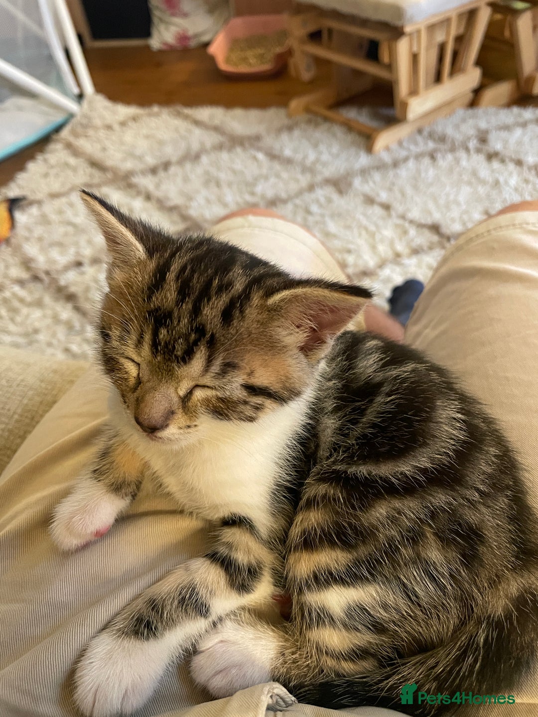 Mixed Breed cats for sale: Mixed Breed Kitten for sale - Image 13