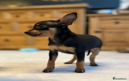 Miniature Pinscher dogs for sale: Prague Ratter– Mini Pinscher Puppies - Image 2