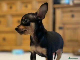 Miniature Pinscher dogs Prague Ratter– Mini Pinscher Puppies - Advert 17