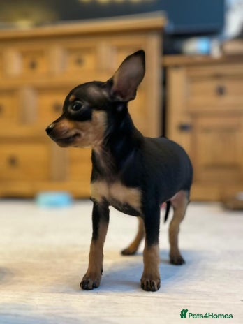 Miniature Pinscher dogs Prague Ratter– Mini Pinscher Puppies - Advert 9