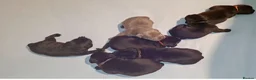 Staffordshire Bull Terrier dogs for sale: Classic Staffordshire Bull Terrier Puppies  - Advert 11