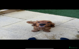 Cocker Spaniel dogs for sale: Cocker spaniel for rehoming  - Image 2
