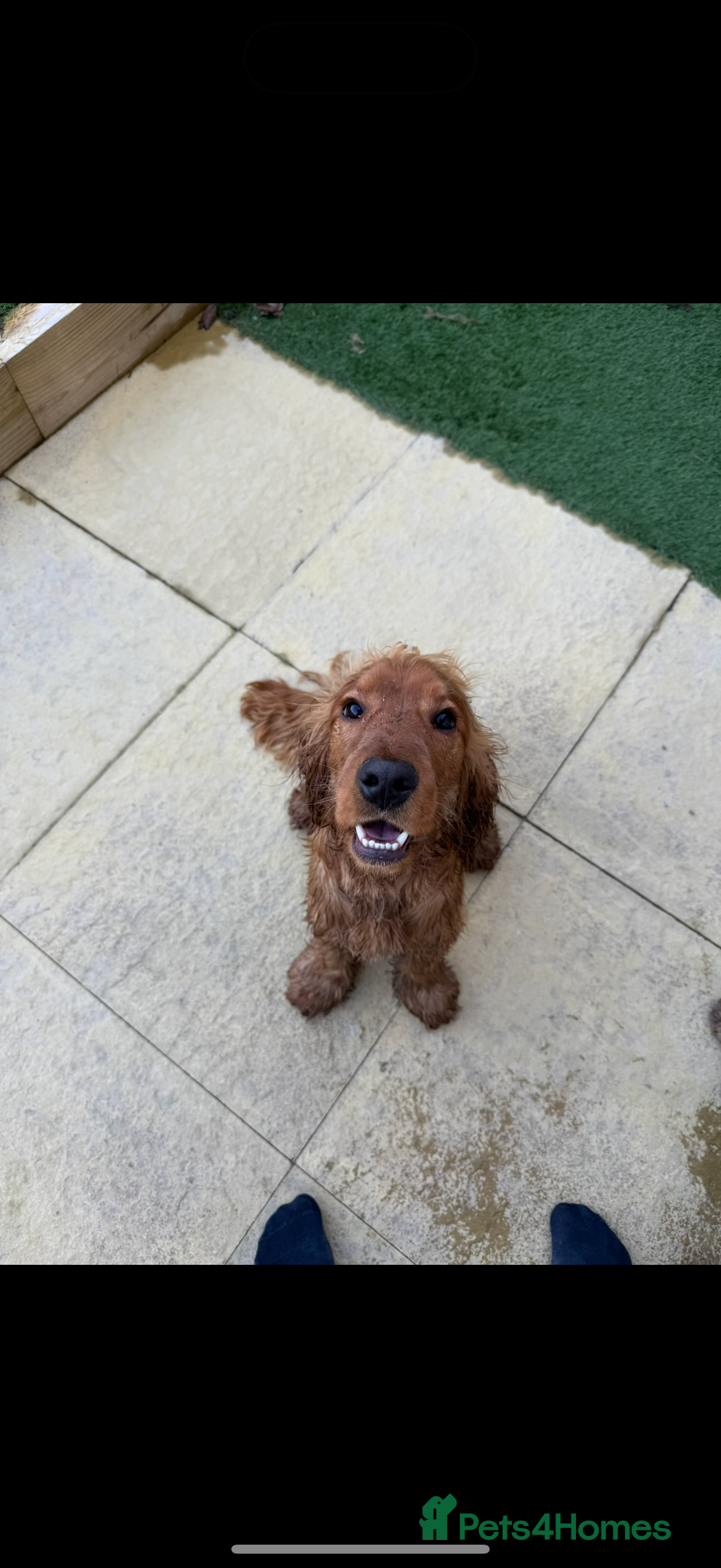 Cocker Spaniel dogs for sale: Cocker spaniel for rehoming  - Image 2