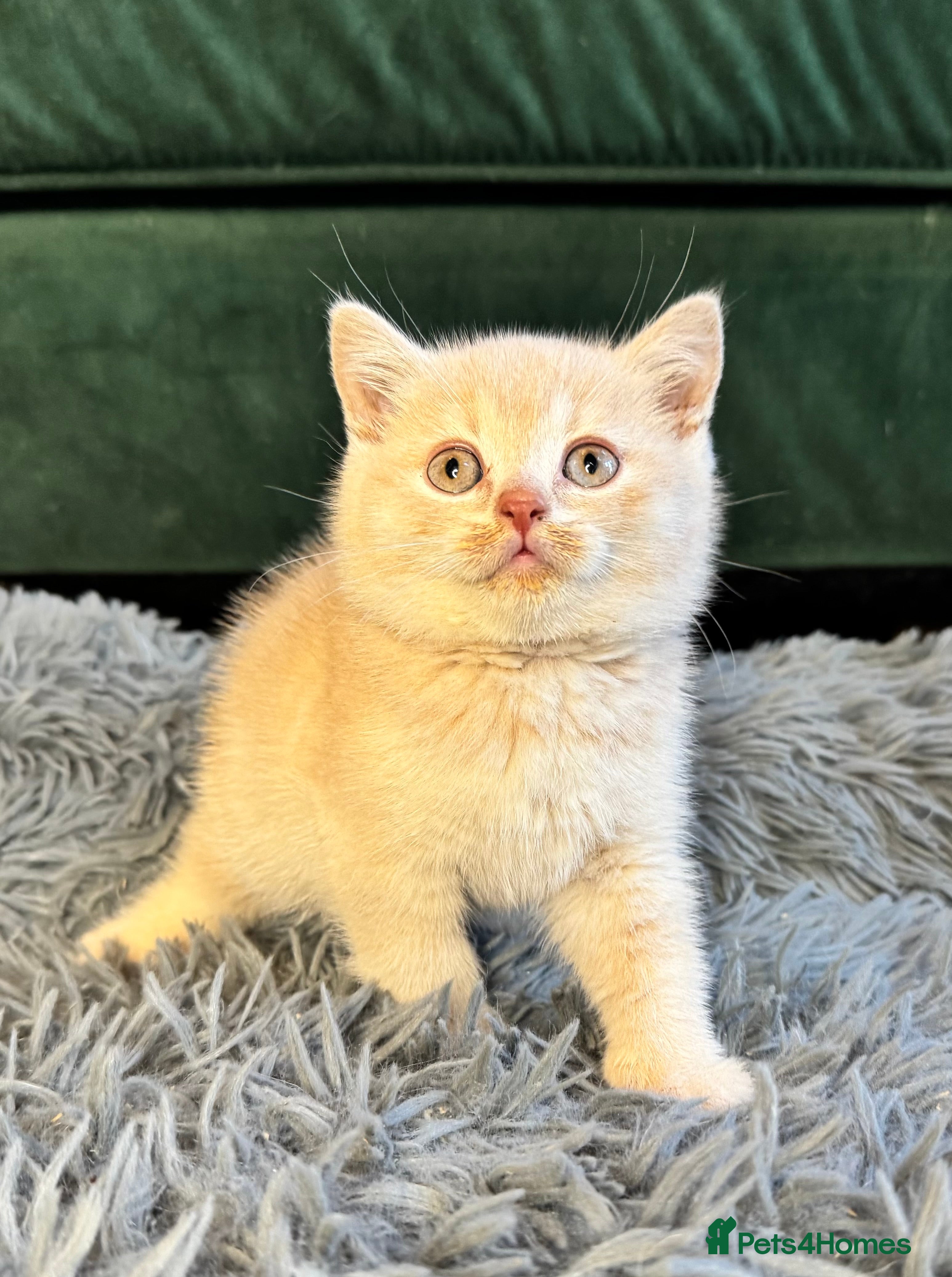 British Shorthair cats Beautiful Cream British Shorthair boys - Advert 2