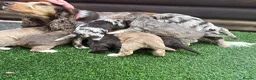 Cockapoo dogs for sale: F1 cockapoo puppies - Advert 12