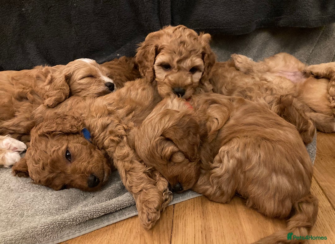 Toy Poodle dogs for stud: Kc health tested toy poodle for stud in Torpoint - Advert 21