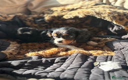 Cavalier King Charles Spaniel dogs for sale: 2 beautiful cavalier King Charles  - Image 2