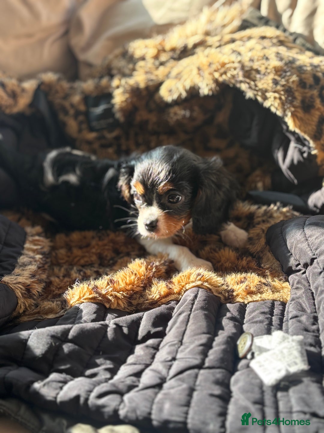 Cavalier King Charles Spaniel dogs for sale: 2 beautiful cavalier King Charles  - Image 2