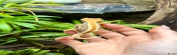 Lizard reptiles for sale: Mixture of Crested Geckos - Advert 15