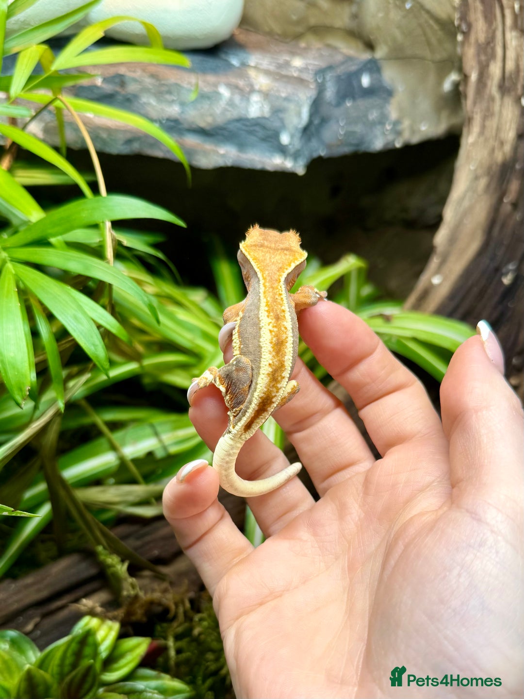 Lizard reptiles for sale: Mixture of Crested Geckos - Advert 15