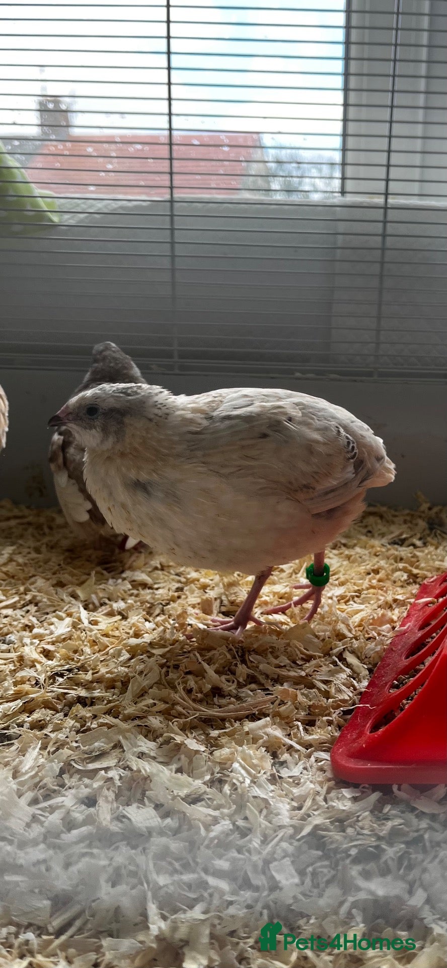 Quail poultry Male quail for breeding - Advert 2