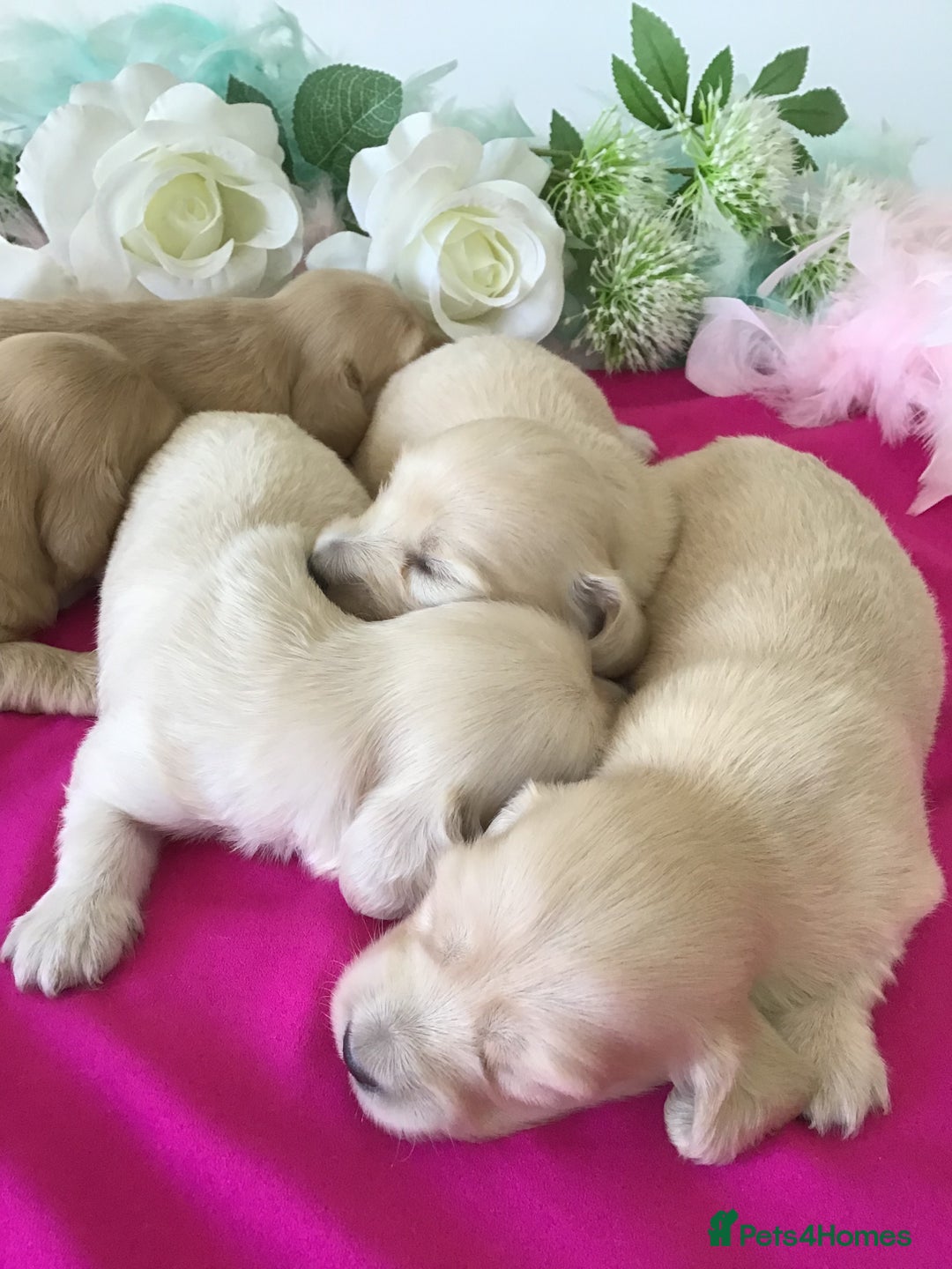 Miniature Dachshund dogs for sale: K.C Registered L/H Dachshund  - Image 5
