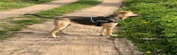 German Shepherd dogs for adoption: Maya – Young German Shepherd x Labrador Cross - Advert 4