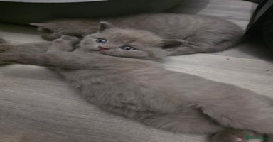 British Shorthair cats Stunning British shorthair kittens  - Advert 14