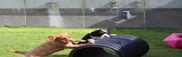 Cavapoo dogs for sale: COCKERLIERPOO puppies for sale - Advert 20