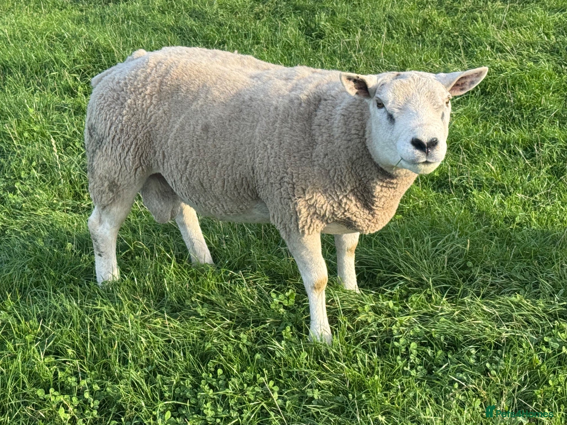 Sheep livestock Pure Texel Proven Tup for sale  - Advert 2