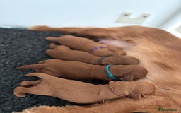 Cavapoo dogs for sale: Extensively Tested Stunning Toy F1 Red Cavapoo’s - Image 4