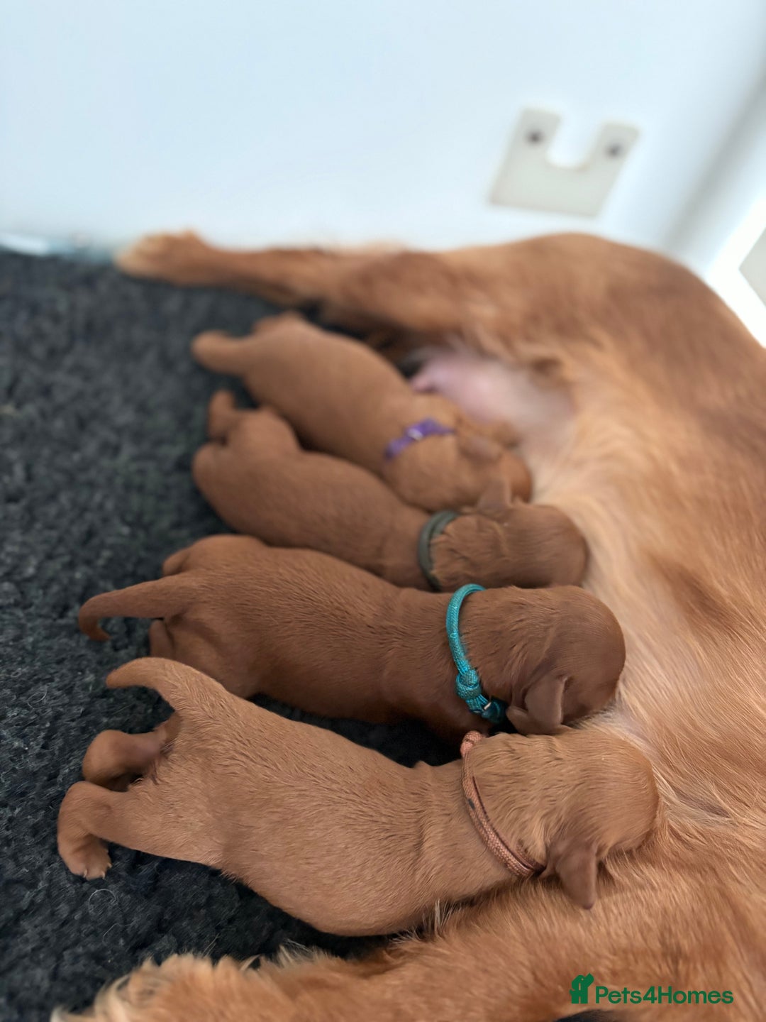 Cavapoo dogs for sale: Extensively Tested Stunning Toy F1 Red Cavapoo’s - Image 4